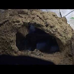 Chinese Ferret-badger (Melogale moschata)