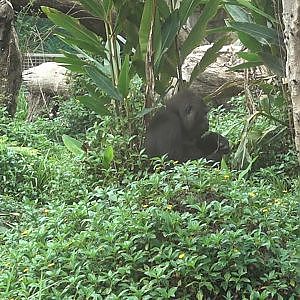 Western Lowland Gorilla (Gorilla gorilla gorilla)