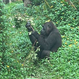 Western Lowland Gorilla (Gorilla gorilla gorilla)