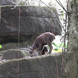 Formosan Serow (Capricornis swinhoei)