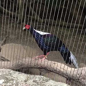 Swinhoe's Pheasant (Lophura swinhoii)