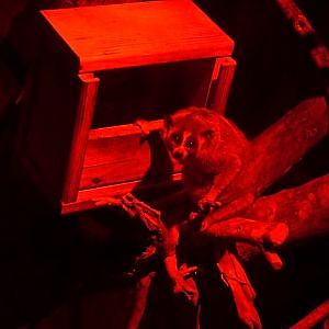 Pygmy Slow Loris (Nycticebus pygmaeus)