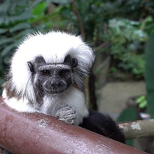 Cotton-top Tamarin (Saguinus oedipus)