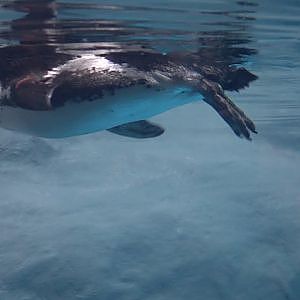 African Penguin (Spheniscus demersus)