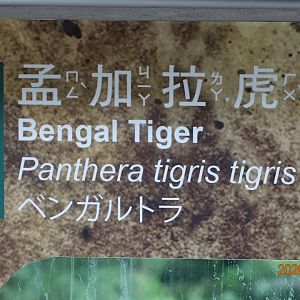 Bengal Tiger (Panthera tigris tigris)