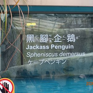 African Penguin (Spheniscus demersus)