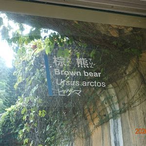 Brown Bear (Ursus arctos)