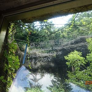 Asiatic Black Bear (Ursus thibetanus)