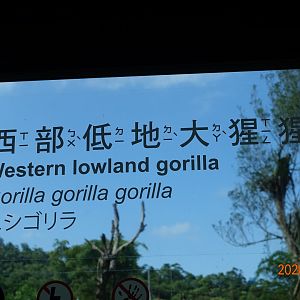 Western Lowland Gorilla (Gorilla gorilla gorilla)