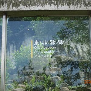 Olive Baboon (Papio anubis)