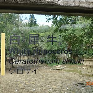 White Rhinoceros (Ceratotherium simum)