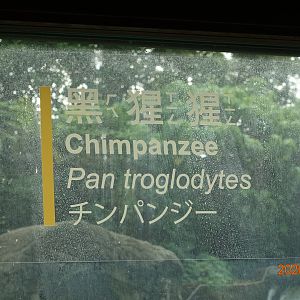 Chimpanzee (Pan troglodytes)