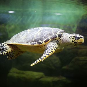 Hawksbill Sea Turtle (Eretmochelys imbricata)