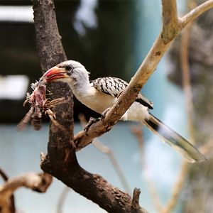 Hornbill and (unlucky) Sparrow
