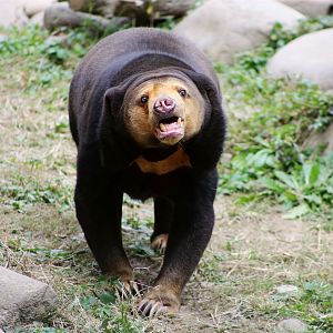 Sun Bear