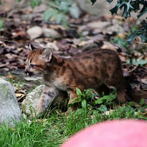 Cougar Cub