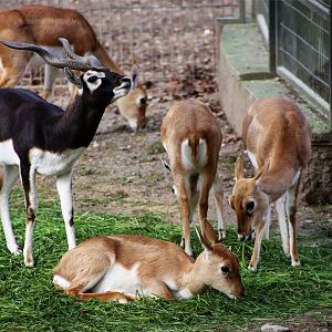 Blackbuck