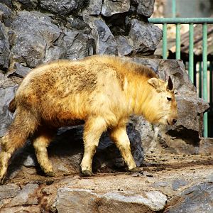 Golden Takin Juvenile
