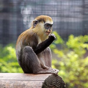 Mona Monkey (Cercopithecus mona)
