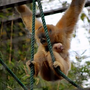 Northern White-cheeked Gibbon with Baby