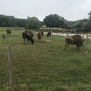 Port Lympne Hotel and Reserve - 25.07.2020