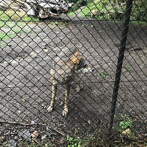 Port Lympne Hotel and Reserve - 25.07.2020