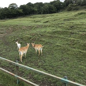 Port Lympne Hotel and Reserve - 26.07.2020