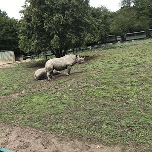 Port Lympne Hotel and Reserve - 26.07.2020