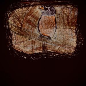 American Robin Vignette-Updated!