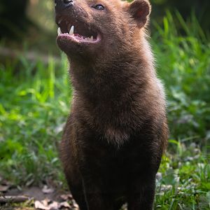 Bush dog : Exmoor Zoo : 16 Sep 2020