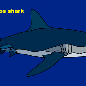 Galapagos shark (Carcharhinus galapagensis)