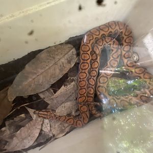 Closer view of the dreaded cooler