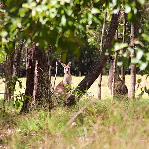 Eastern Grey Kangaroos (Macropus giganteus)