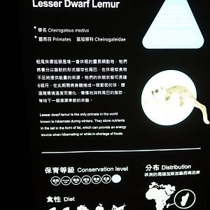 Fat-tailed Dwarf Lemur (Cheirogaleus medius)