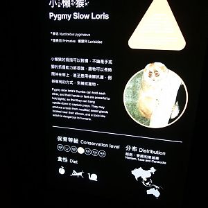Pygmy Slow Loris (Nycticebus pygmaeus)