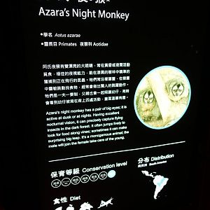 Azara's Night Monkey (Aotus azarae)