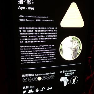 Aye-aye (Daubentonia madagascariensis)