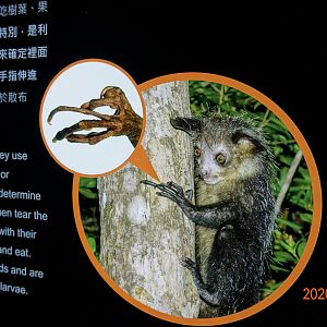 The bizarre Aye-aye fingers.