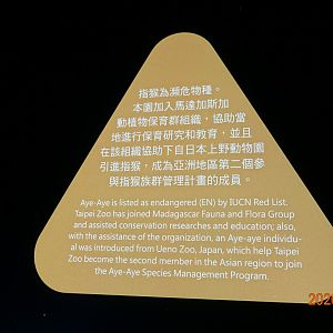 Taipei's first Aye-aye from Ueno.