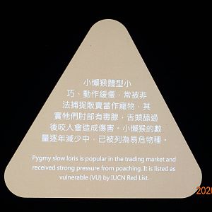 Introduction of Pygmy slow loris.