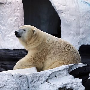 Polar Bear