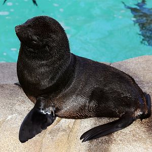 Guadalupe Fur Seal Pup (Arctocephalus townsendi), December 2015