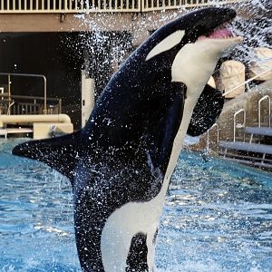 Killer Whale