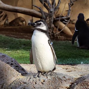 Magellanic Penguin