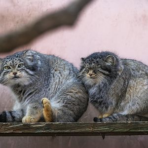 Pallas's cat