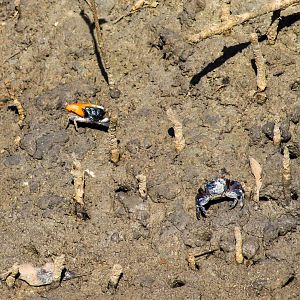 Compressed Fiddler Crabs (Tubuca coarctata)