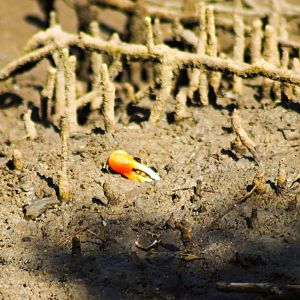 Compressed Fiddler Crab (Tubuca coarctata)