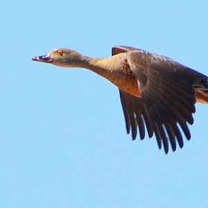 Plumed whistling duck.