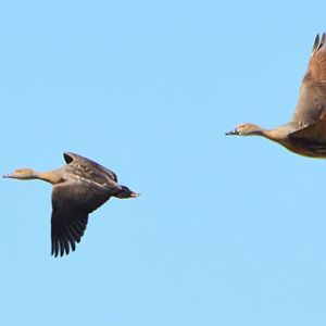 Plumed whistling ducks.