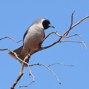 Masked woodswallow.